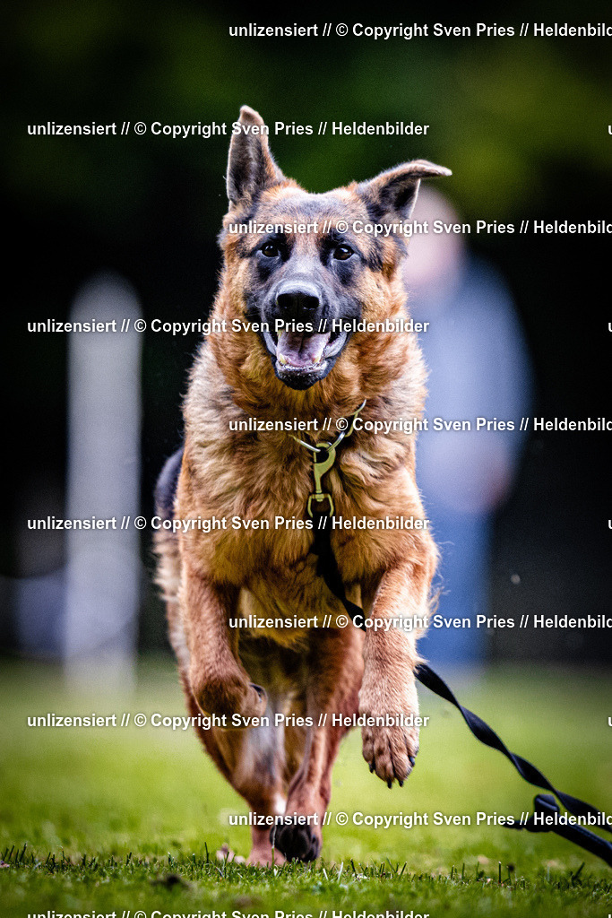 Sven Pries | 2025-10-03 - Hunderennen Obergrombach - Realisiert mit Pictrs.com