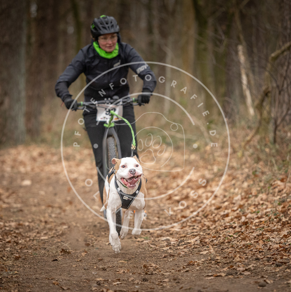 Pfotenfotografie_DV3A7106 | Hundefotografie, Tierfotograf, Pfotenfotografie, Fotoshooting Hund, Hunde Portrait, Hundesport, Hundeportraits, Heideshooting, Hunde, Sportfotograf, Hundefotograf, Turnierhundsport, THS,  - Realisiert mit Pictrs.com
