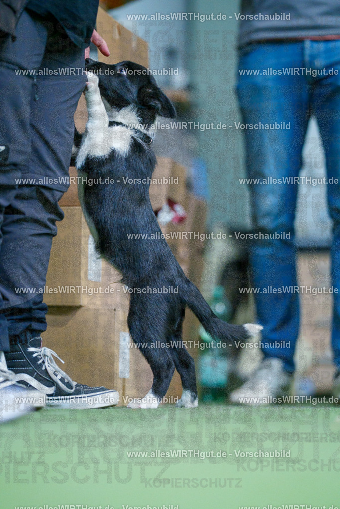 @allesWIRTHgut_Tierfotografie - www.allesWIRTHgut.de - 2604251310-7R503617 | Professionelle Tierfotografie in Mönchengladbach von Daniel Wirth (allesWIRTHgut). Liebevolle & natürliche Bilder von Hunden & Katzen für unvergessliche Erinnerungen.