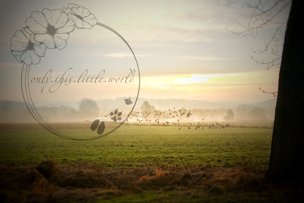 Gänse Schoof/ Schwarm | only.this.little.world - Realisiert mit Pictrs.com