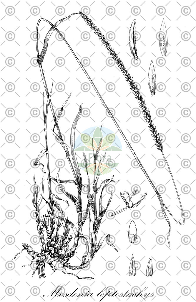 HistAbb_wfo-0000372346_1_ENZY_Simple | Historische Abbildung von Mosdenia leptostachys - Poaceae | Historical Illustration of Mosdenia leptostachys - Poaceae
