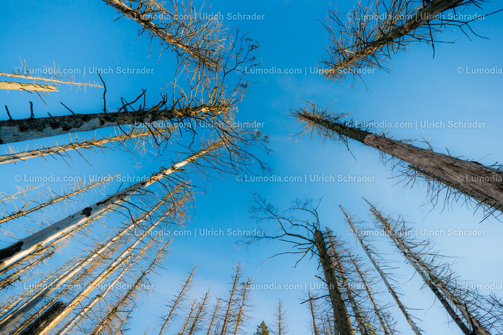 10049-13096 - Baumsterben | max. Bildgröße A2 | 300dpi | 300dpi - Realisiert mit Pictrs.com