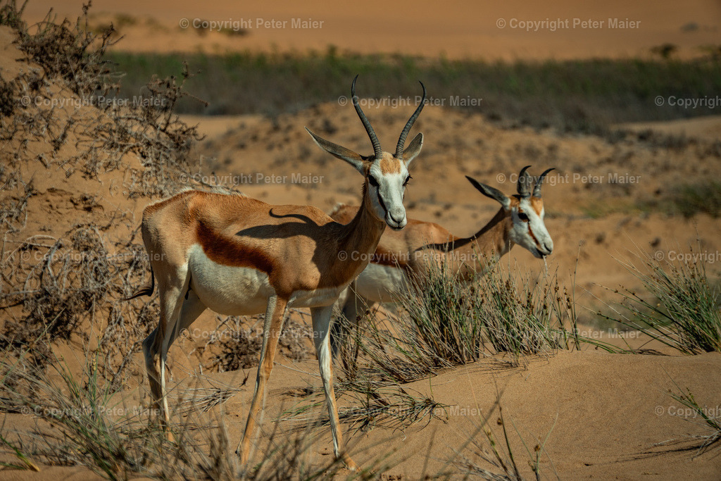 Sandwitch_Harbour_Namibia-37 | piet_flosse