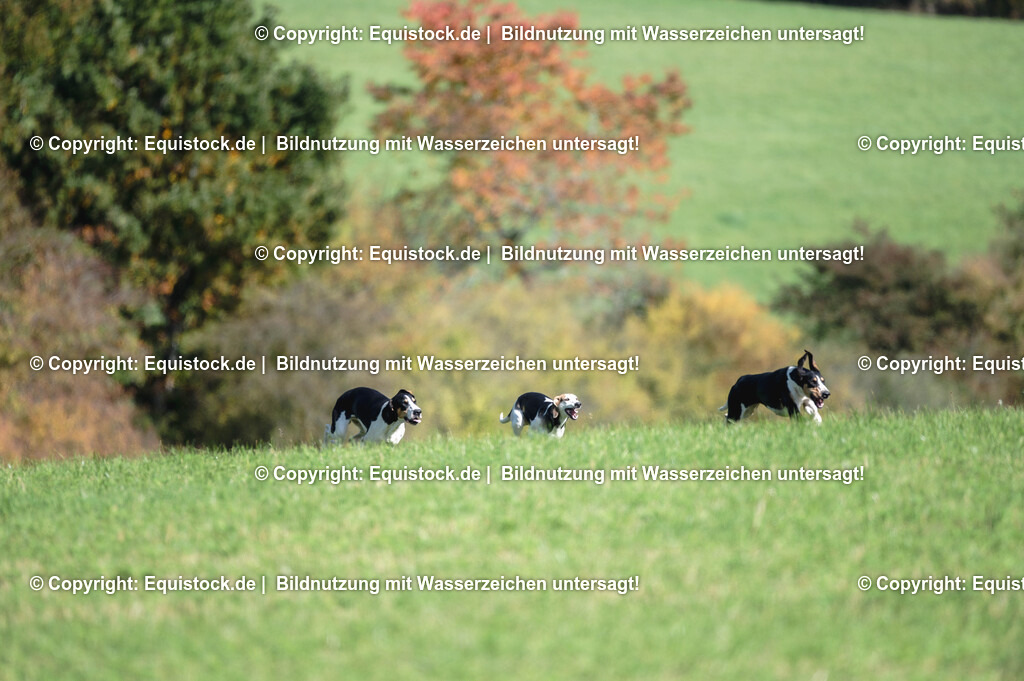 20251011_Jagd-Marbach_0367 | Foto: Thomas Hartig