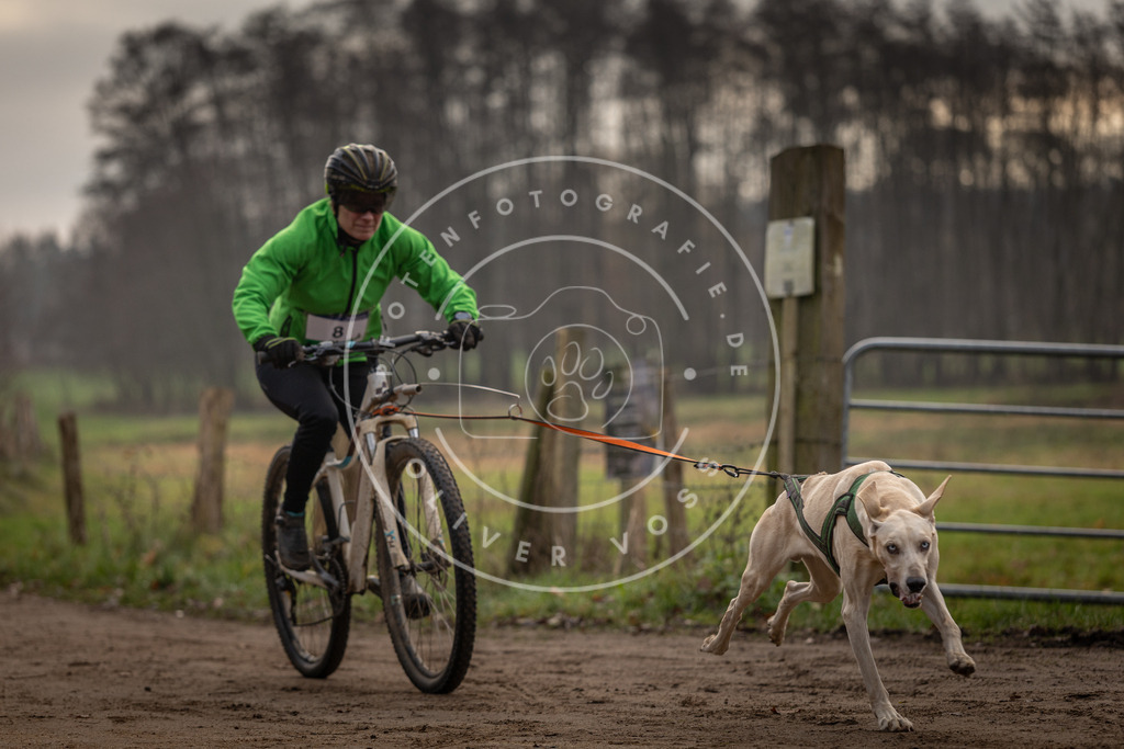 Pfotenfotografie_DV3A1669 | Hundefotografie, Tierfotograf, Pfotenfotografie, Fotoshooting Hund, Hunde Portrait, Hundesport, Hundeportraits, Heideshooting, Hunde, Sportfotograf, Hundefotograf, Turnierhundsport, THS,  - Realisiert mit Pictrs.com