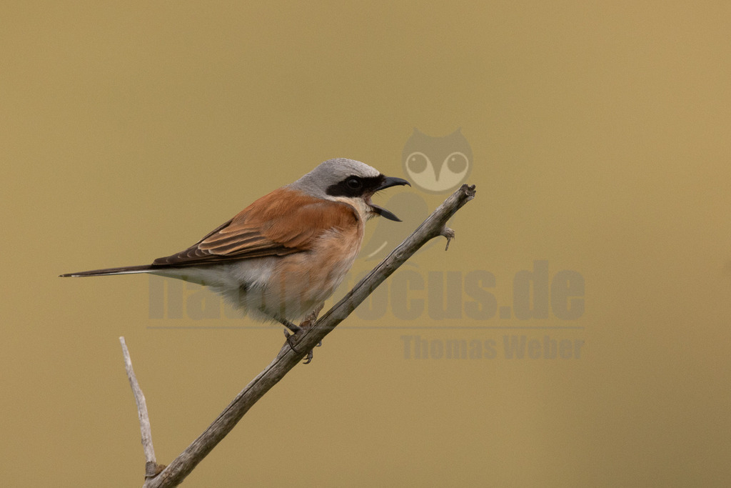 R5NF1437-20230629 | Der Neuntöter oder Rotrückenwürger ist eine Vogelart aus der Familie der Würger und in Mitteleuropa die häufigste Würgerart. Er ist vor allem durch sein Verhalten bekannt, Beutetiere auf Dornen aufzuspießen. Zu seiner Nahrung zählen vorwiegend Großinsekten, aber auch kleine Säugetiere und Vögel. - Realisiert mit Pictrs.com
