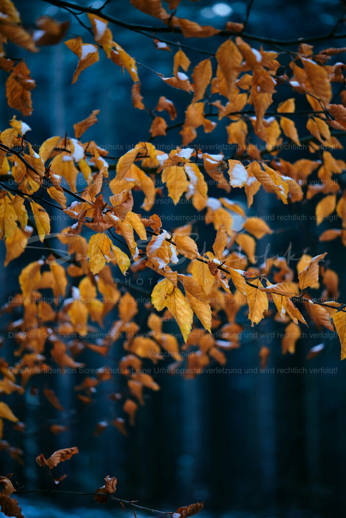 Wandbild Herbstlaub | People- und Tierfotografie, Imageaufnahmen, Veranstaltungsfotografie und Wandbilder aus der Natur ★ Made in Germany ✔️ Druck + Downloads ✔️ Naturfotografie in Top Qualität ★ schneller Versand, weltweite Lieferung! - Realisiert mit Pictrs.com