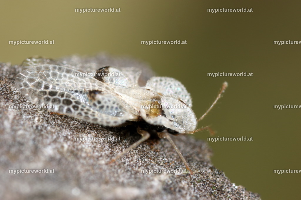 Corythucha ciliata-014 | Das Bilderarchiv über Tiere, Planzen und Landschaften. In der Bilddatenbank finden Sie ein große Auswahl an hochwertigen Bilder für Ihre Werbung - Realisiert mit Pictrs.com