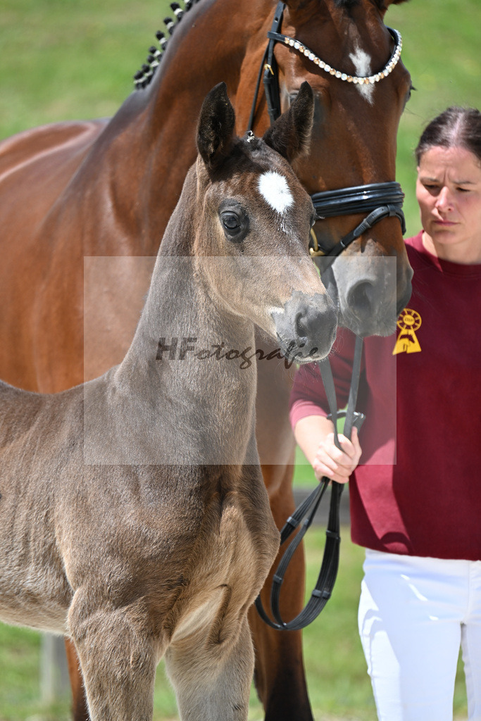 Kat-Nr. 26 St. Schufro x Fuerst Romancier_SF_Gestuet Greim_15250599 | hf-fotografie - Realizzato con Pictrs.com