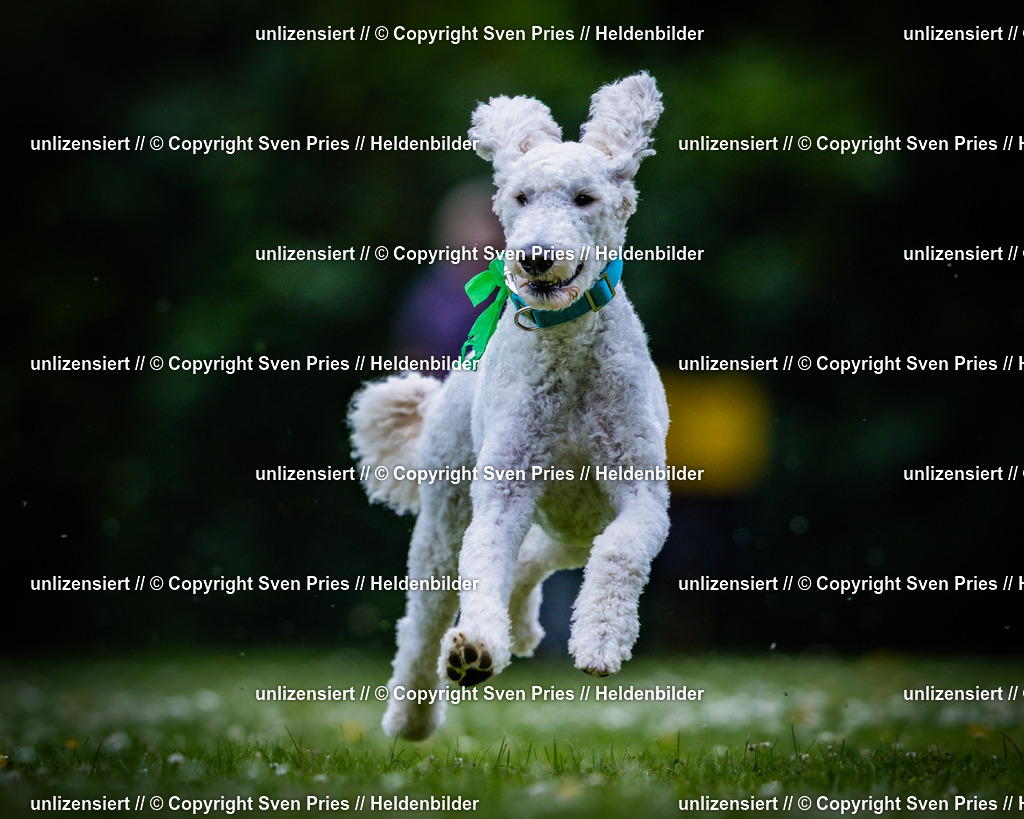 Sven Pries | 2025-05-29 - Pudelrennen KA-Durlach - Realisiert mit Pictrs.com