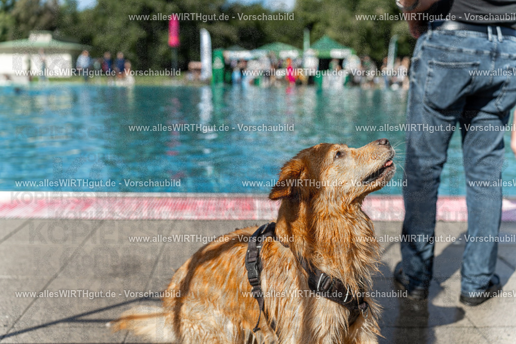 Hundeschwimmen_Volksbad_2026-allesWIRTHgut_Tierfotografie-2609061208-111832-7R500212 | Professionelle Tierfotografie in Mönchengladbach von Daniel Wirth (allesWIRTHgut). Liebevolle & natürliche Bilder von Hunden & Katzen für unvergessliche Erinnerungen.