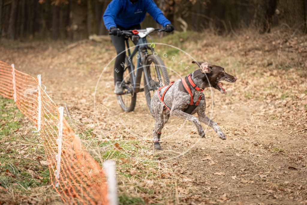 Pfotenfotografie_DV3A3322 | Hundefotografie, Tierfotograf, Pfotenfotografie, Fotoshooting Hund, Hunde Portrait, Hundesport, Hundeportraits, Heideshooting, Hunde, Sportfotograf, Hundefotograf, Turnierhundsport, THS,  - Realisiert mit Pictrs.com