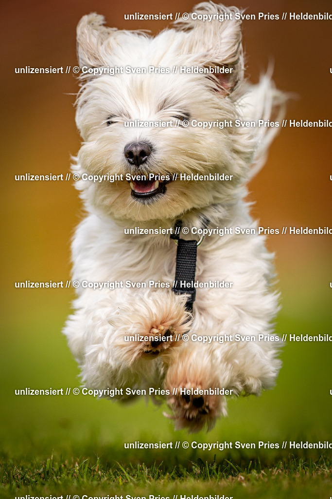 Sven Pries | 2024-09-22 - Hunderennen Baden-BadenPudelverein - Realisiert mit Pictrs.com