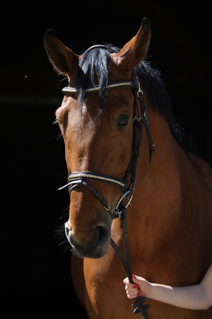 0P6A8688 | Willkommen bei Brunnmayr - Design & Fotografie – Ihrem Spezialisten für Reitturniere und Pferdeveranstaltungen in Oberösterreich, Salzburg und Bayern! Seit über 17 Jahren sind wir leidenschaftlich dabei.