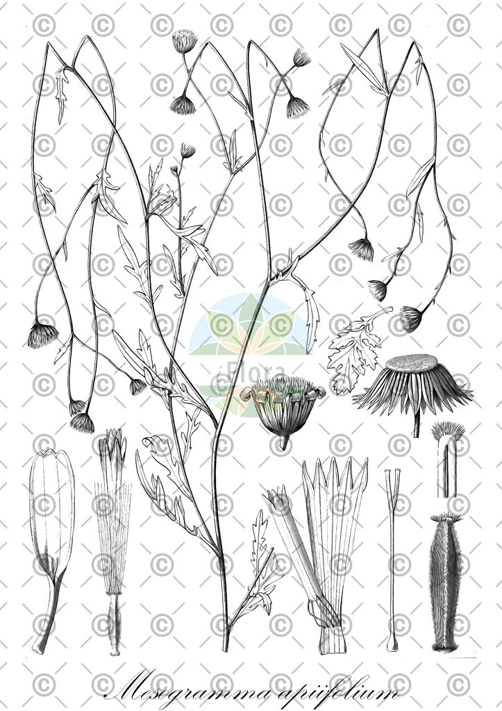HistAbb_wfo-0000471662_1_ENZY_Simple | Historische Abbildung von Mesogramma apiifolium - Asteraceae | Historical Illustration of Mesogramma apiifolium - Asteraceae
