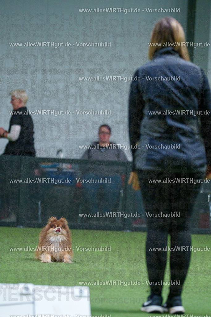 7R501783 | Professionelle Tierfotografie in Mönchengladbach von Daniel Wirth (allesWIRTHgut). Liebevolle & natürliche Bilder von Hunden & Katzen für unvergessliche Erinnerungen.