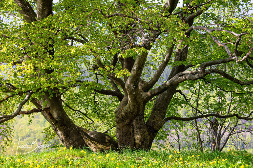 Alte Buche im Frühling | Alte Buche im Frühling - Realisiert mit Pictrs.com