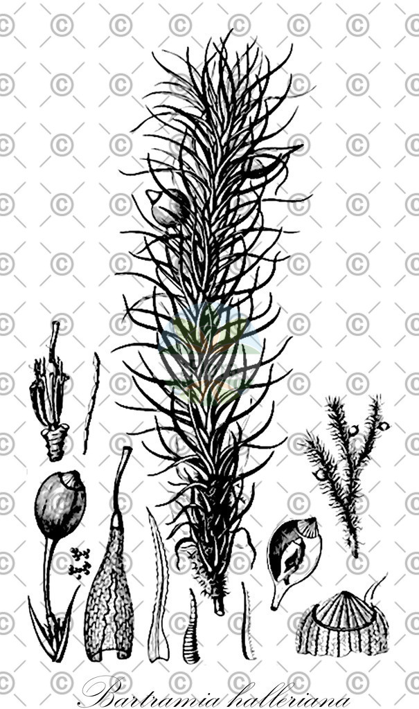 HistAbb_wfo-0001154416_1_ENZY_Simple | Historische Abbildung von Bartramia halleriana - Bartramiaceae | Historical Illustration of Bartramia halleriana - Bartramiaceae