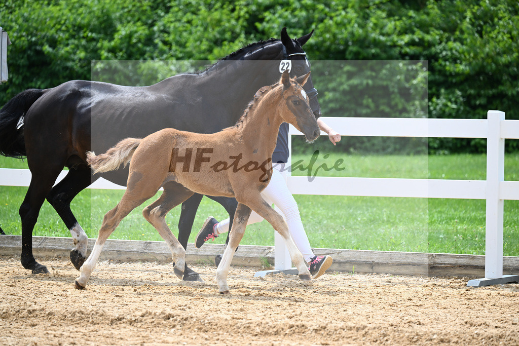 Kat-Nr. 22 Valenziano x Delacroix Rose_Schuster_27140685 | hf-fotografie - Realisiert mit Pictrs.com