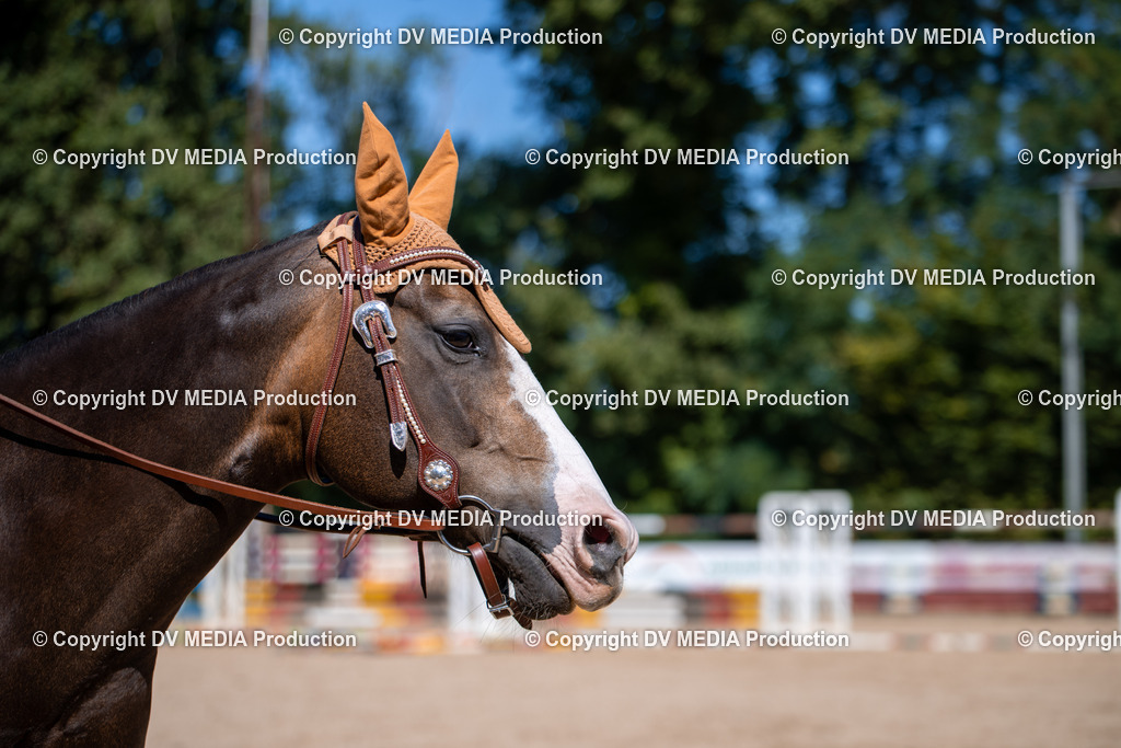 ZS1_0931 | dv-media-shop - Realisiert mit Pictrs.com