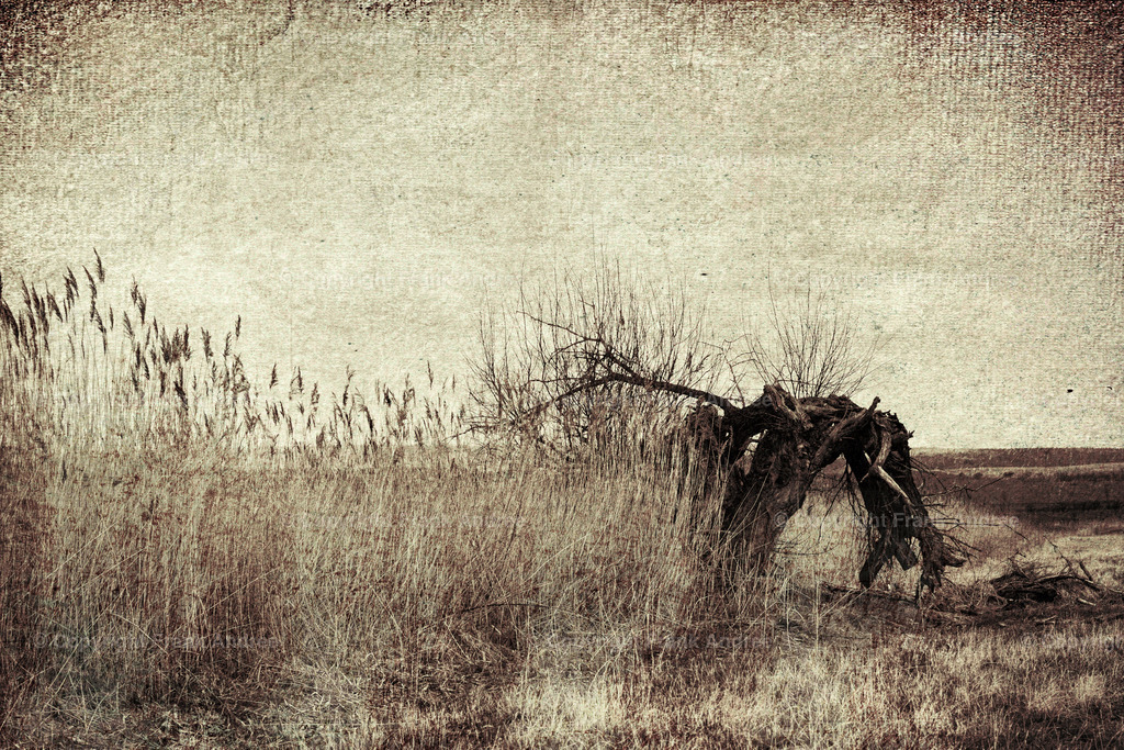 Esperstedter Ried | Alte Weide hinter Schilfgras im Esperstedter Ried, Monochrome Landschaftsfotografie. - Realisiert mit Pictrs.com
