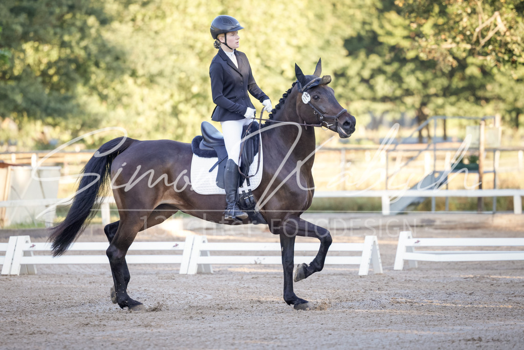 20250906-_3LI2573 | Tierfotografie Pferde, Hunde, Katzen, Haustiere.
Turnierfotografie Reitturniere, Reiten, Springreiten, Dressur in Hanau, dem Main-Kinzig-Kreis und dem Rhein-Main- Gebiet um Frankfurt