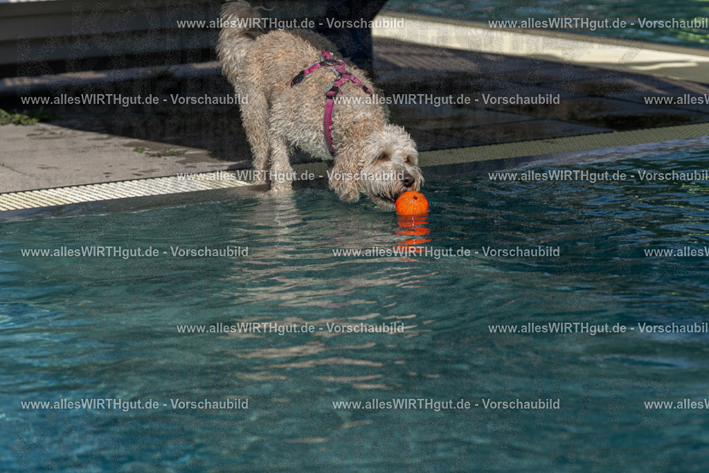 Hundeschwimmen_Volksbad_2026-allesWIRTHgut_Tierfotografie-2609061210-FAY06400 | Professionelle Tierfotografie in Mönchengladbach von Daniel Wirth (allesWIRTHgut). Liebevolle & natürliche Bilder von Hunden & Katzen für unvergessliche Erinnerungen.