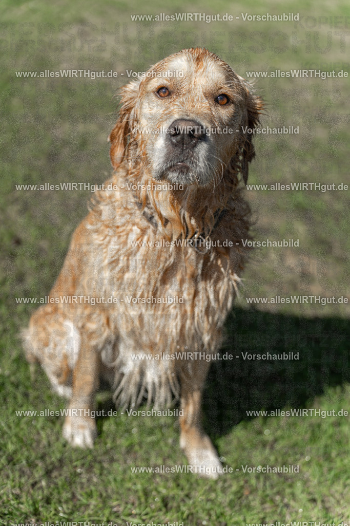 Hundeschwimmen_Volksbad_2026-allesWIRTHgut_Tierfotografie-2609061243-115318-7R500159 | Professionelle Tierfotografie in Mönchengladbach von Daniel Wirth (allesWIRTHgut). Liebevolle & natürliche Bilder von Hunden & Katzen für unvergessliche Erinnerungen.