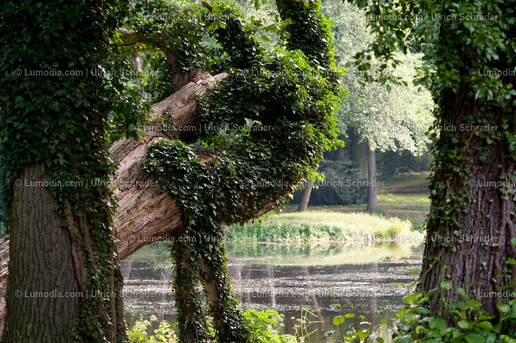 100494-4269 - Schlosspark Krumke | Stockfoto und Bilderpool mit Bildmaterial aus Deutschland, dem Harz, Halberstadt, Quedlinburg, Wernigerode und weltweit. Qualitativ hochwertige und professionelle Fotos anschauen und kaufen. - Realisiert mit Pictrs.com