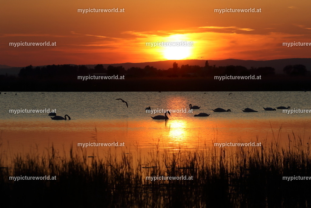 Seewinkel-225 | Das Bilderarchiv über Tiere, Planzen und Landschaften. In der Bilddatenbank finden Sie ein große Auswahl an hochwertigen Bilder für Ihre Werbung - Realisiert mit Pictrs.com