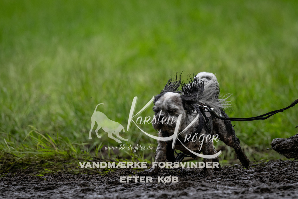 1554_ZZ91023 | kk-dogfotos