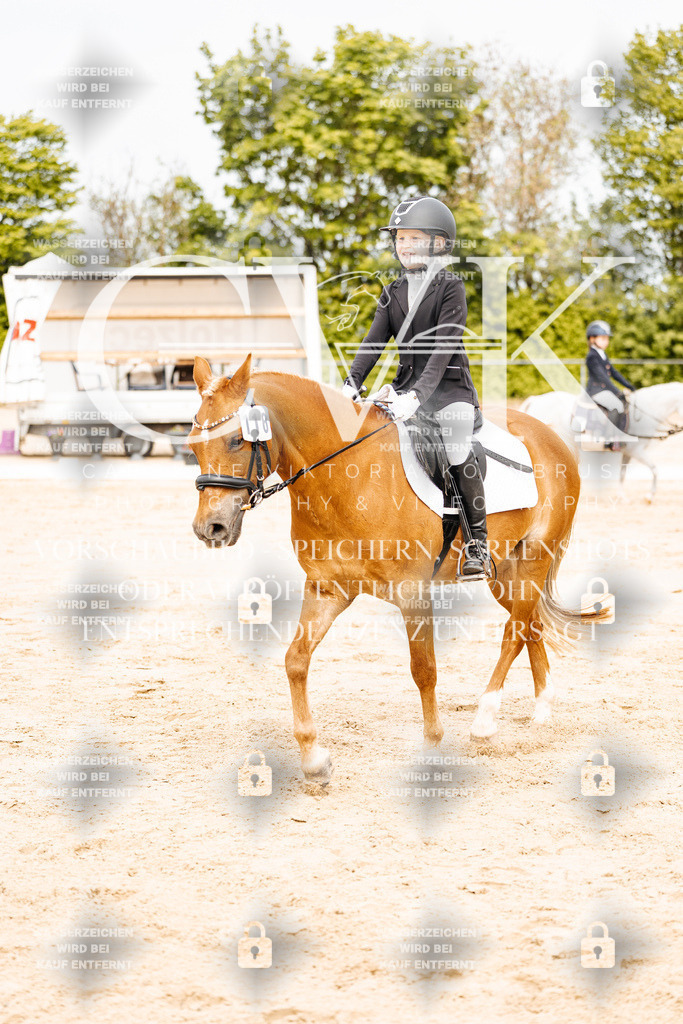 CK904498 | Turnierfotografie Pferdefotografie Trier Rheinland-Pfalz Pferdesport Reitsport Tierfotografie Sportfotografie Pferdevideo Pferdevideografie Equestrianvideography equestrianphotography  - Realisiert mit Pictrs.com
