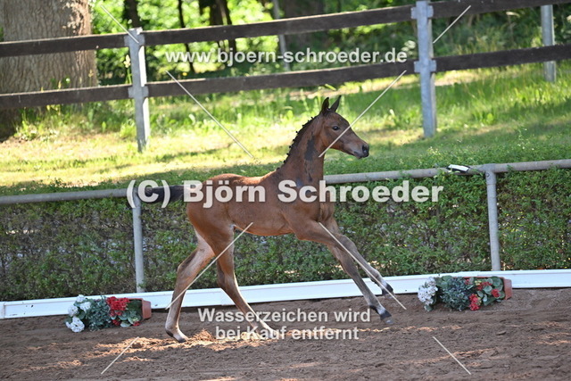 17_Conthalou - Cellestial_758_8413 | Björn Schroeder Pferdefotografie