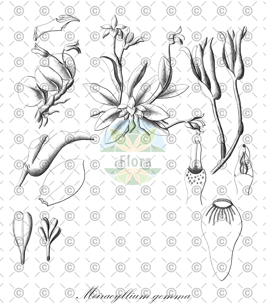 HistAbb_wfo-0001340050_1_ENZY_Simple | Historische Abbildung von Meiracyllium gemma - Orchidaceae | Historical Illustration of Meiracyllium gemma - Orchidaceae