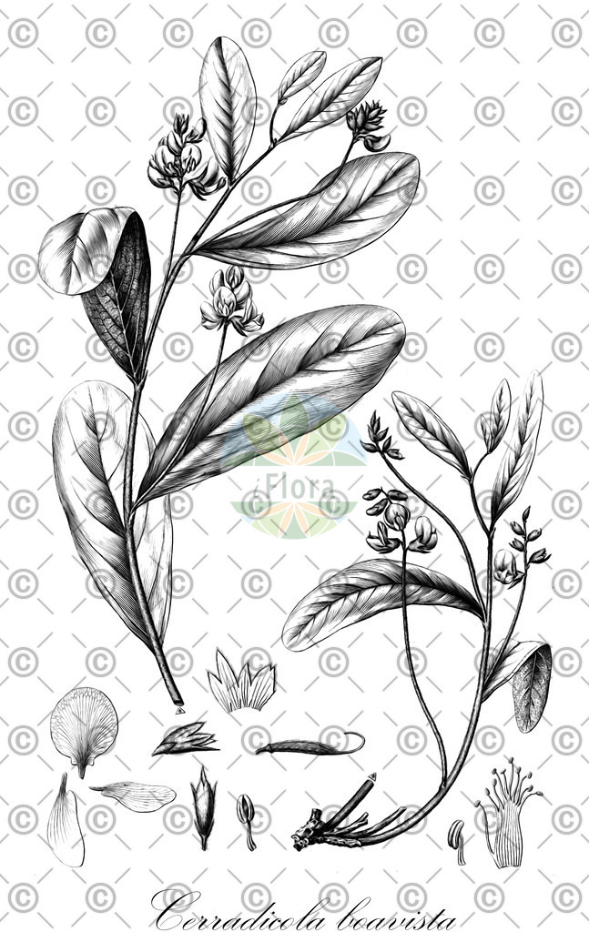 HistAbb_wfo-0000598595_1_ENZY_Simple | Historische Abbildung von Cerradicola boavista - Fabaceae | Historical Illustration of Cerradicola boavista - Fabaceae