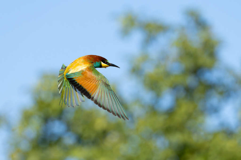 Der Bienenfresser | Der Bienenfresser ist zweifellos einer der auffälligsten und farbenprächtigsten Vögel Europas, der durch sein exotisches Aussehen an Vögel aus tropischen Regionen erinnert. Er gehört zur Familie der Bienenfresser (Meropidae), von denen er die einzige Art ist, die regelmäßig in Europa brütet. - Realisiert mit Pictrs.com