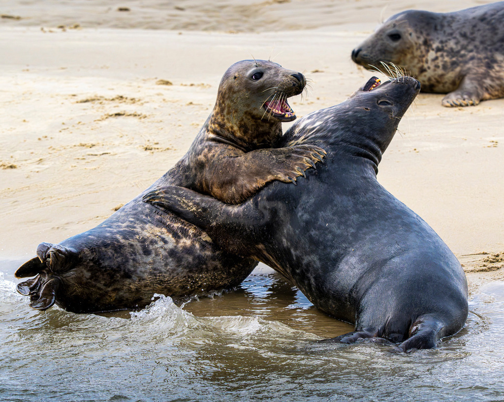 Kämpfende Kegelrobben am Strand von Texel: Dynamischer Rangkampf am Spülsaum im Wattenmeer | Zwei junge Kegelrobben tragen am feinsandigen Spülsaum einer Sandbank vor Texel einen dynamischen Rangkampf aus. Mit geöffnetem Maul und ineinander verhakten Flossen demonstrieren die Meeressäuger im Flachwasser ihr natürliches Sozial- und Spielverhalten, während eine weitere Robbe im Hintergrund ruht. Das spektakuläre Aktionsmotiv eignet sich hervorragend für redaktionelle Berichte über Wildtierverhalten, den Nationalpark Wattenmeer, Artenschutz, heimische Fauna sowie Naturfotografie in den Niederlanden. - Realisiert mit Pictrs.com