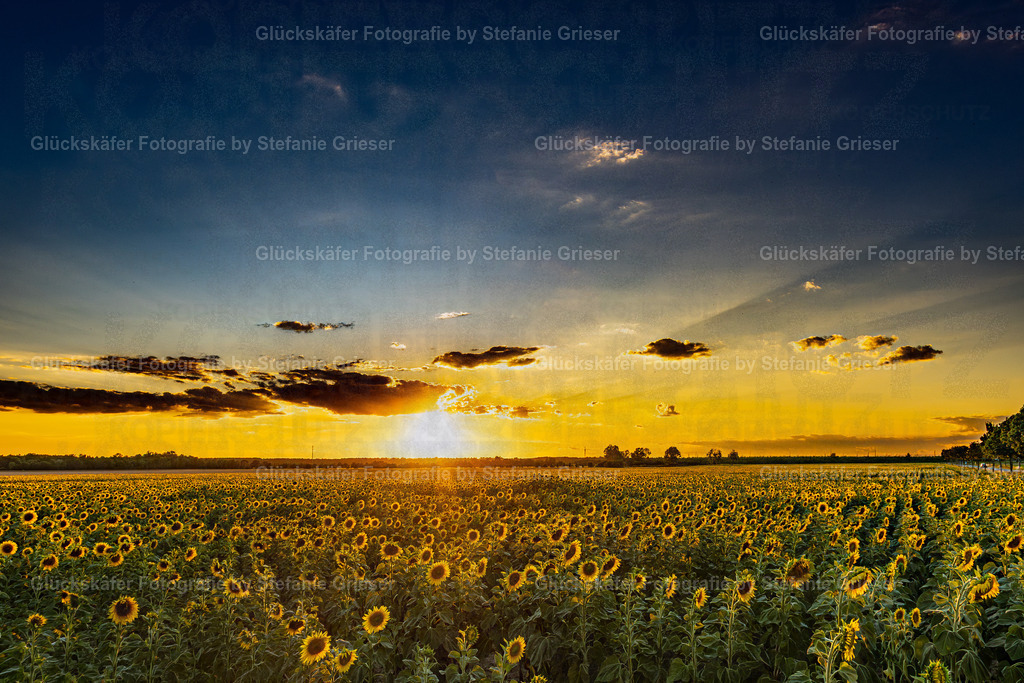 OQ0A0083 Kopie | Glückskäfer - Fotografie - Realisiert mit Pictrs.com