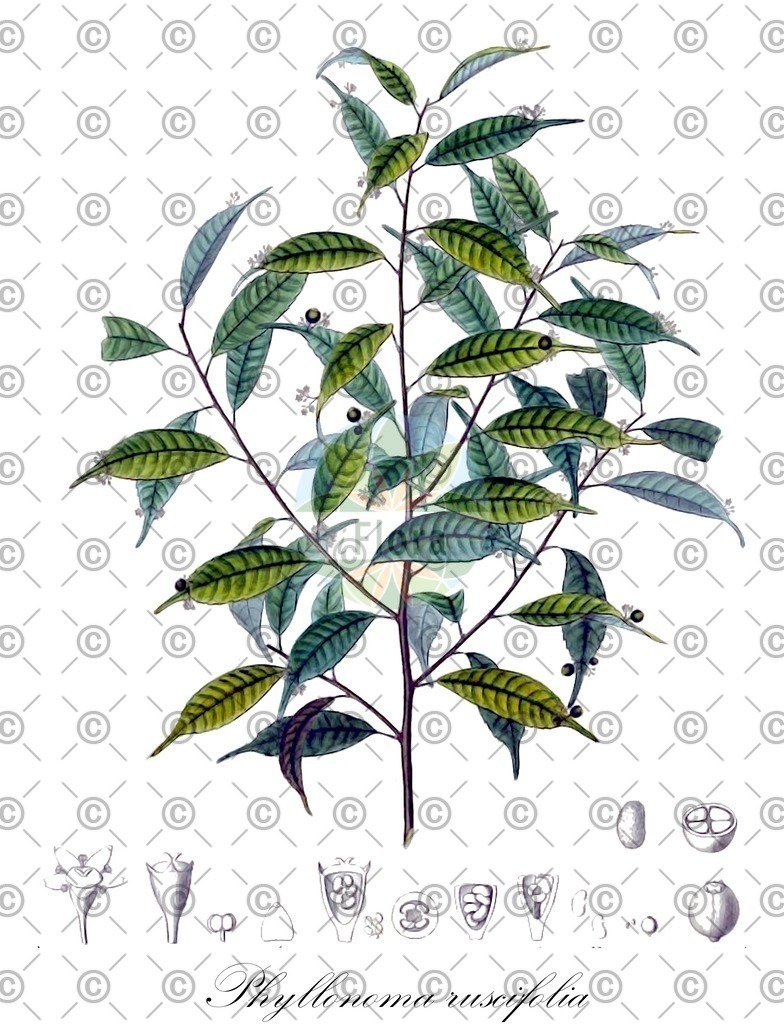 HistAbb_6PQF_2_ENZY_Simple | Historische Abbildung von Phyllonoma ruscifolia - Phyllonomaceae | Historical Illustration of Phyllonoma ruscifolia - Phyllonomaceae