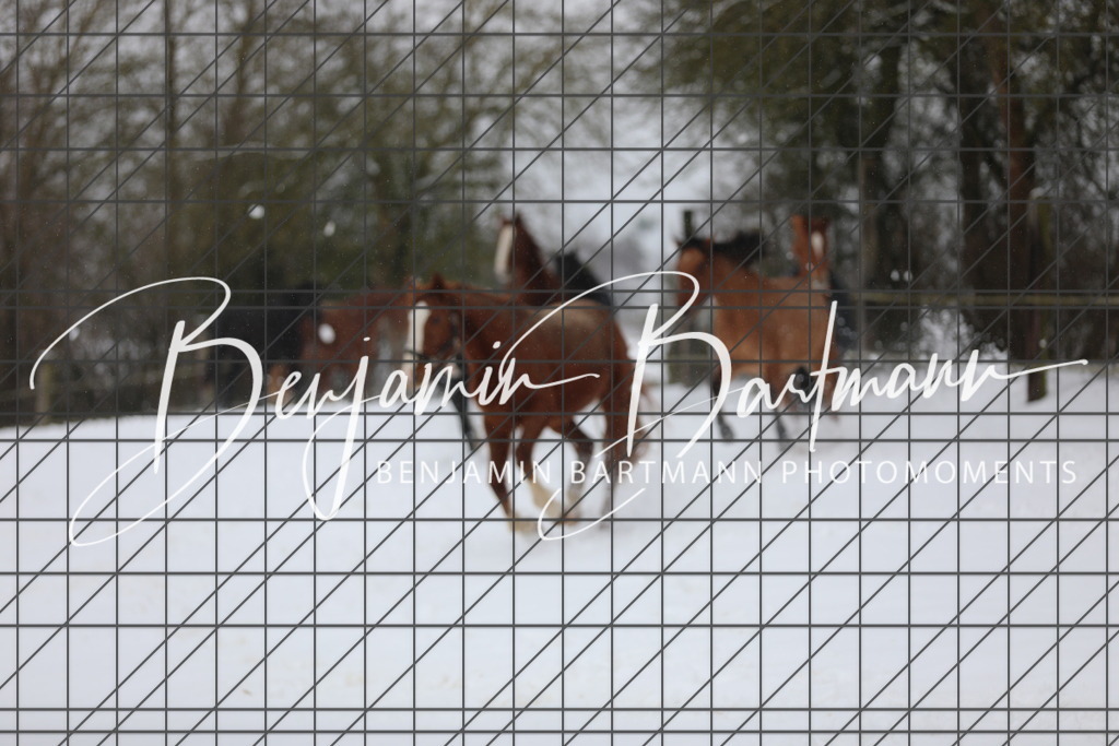 AZ2A3286 | Benjamin Bartmann Photomoments