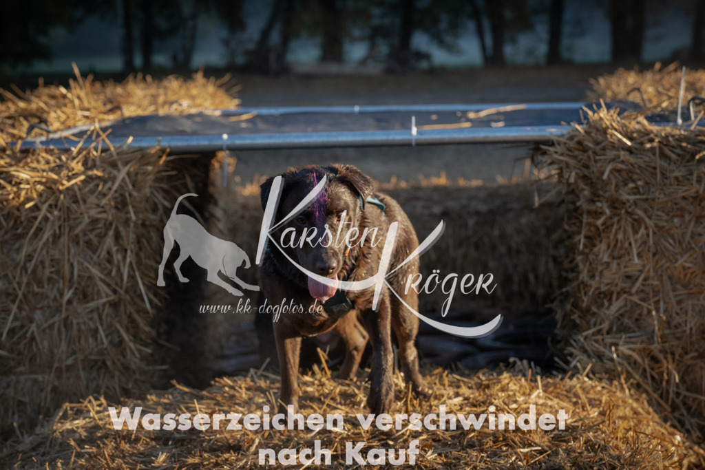 0904_ZZ91015 | kk-dogfotos