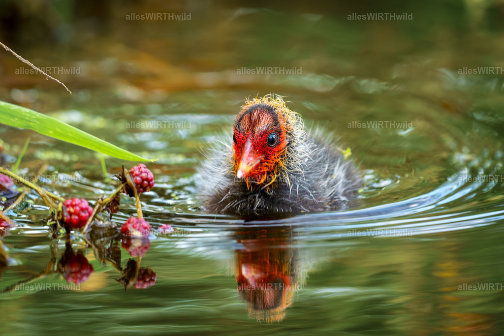 Daniel Wirth - www.allesWIRTHwild.de - 7IV00323 | Entdecke die faszinierende Welt der Natur- und Wildlife-Fotografie von Daniel und Bärbel. Inspirierende Bilder von wilden Tieren und kleinen Naturwundern.
