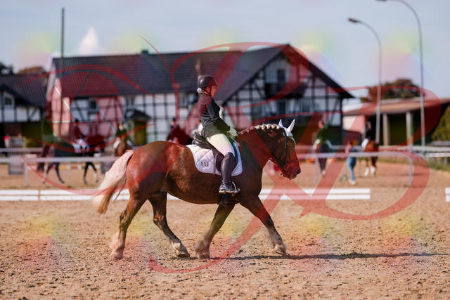 2026_10_03_Siefer-Hof_130224_Z81_56517792 | Professionelle Reitsport-, Turnier- und Eventfotografie von Robert Broda. Galerien mit ausgewählten und bearbeiteten Bildern direkt online ansehen und bestellen.