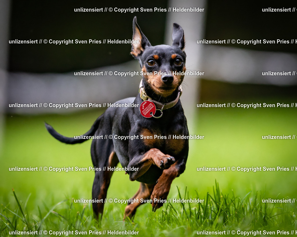 Sven Pries | 2024-10-19 - Hunderennen Ober-Grombach - Realisiert mit Pictrs.com