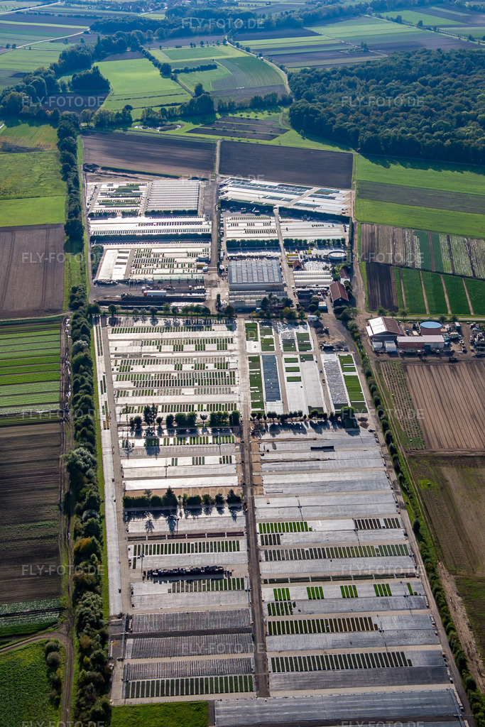 Luftbild: Pflanzenmarkt Dieter Denzer in Gochsheim im Bundesland Bayern in Deutschland. Foto: IMG_073863.jpg vom 27.09.2014 durch Werner Riehm/FLY-FOTO.de
