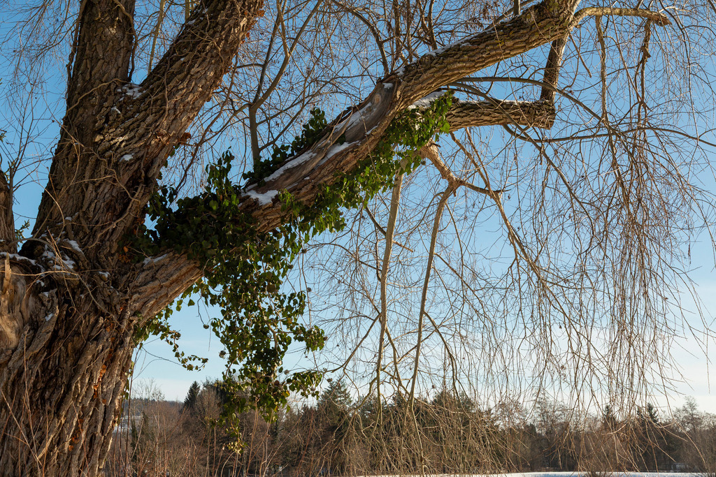 _ 3382_WINTER26_8295 | WInteraufnahmen Loosdorf 2026