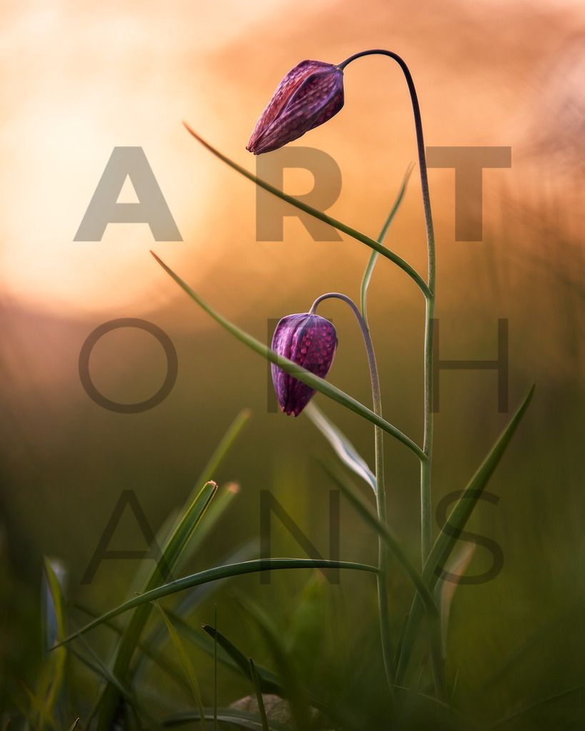 Ein Hans Fineart Original | Entdecke die Kunst von Hans Fineart - Fotografien für dein Zuhause. Verwandle deine Wände mit einzigartigen Kunstwerken und bringe die Schönheit der Welt in dein Leben. Bestelle jetzt und schaffe einen Ort der Inspiration und Eleganz.