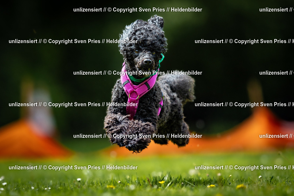 Sven Pries | 2026-05-14 - Hunderennen KA Durlach Vatertag 2026 - Realisiert mit Pictrs.com