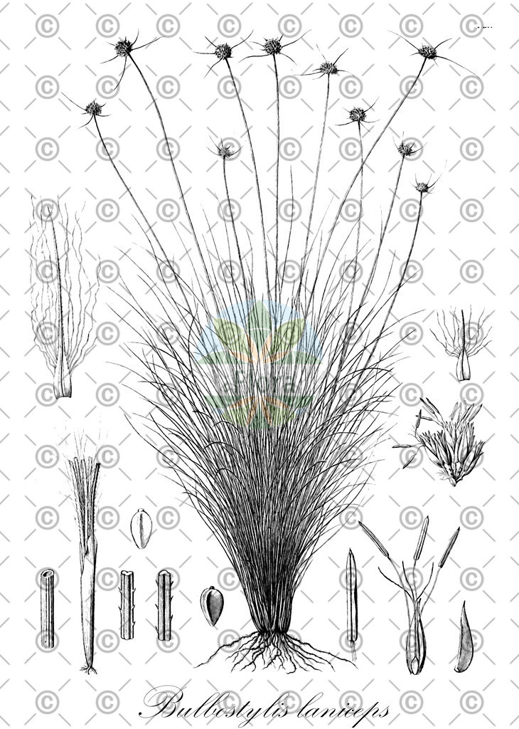 HistAbb_wfo-0000574540_1_ENZY_Simple | Historische Abbildung von Bulbostylis laniceps - Cyperaceae | Historical Illustration of Bulbostylis laniceps - Cyperaceae