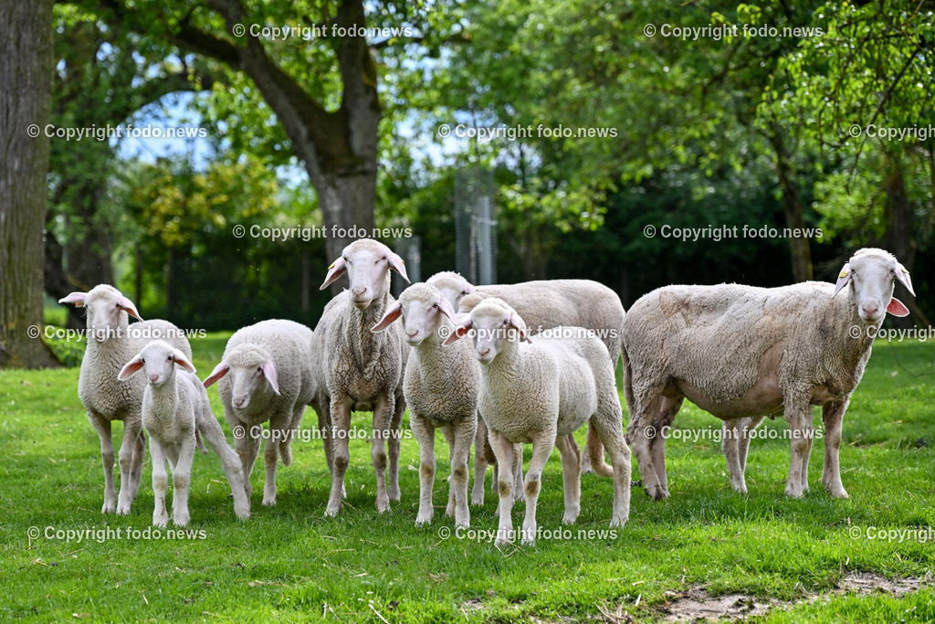 Thening_ Obstbauer Hirschvogel_ 07.05.2024-28 | 07.05.2024, Thening, AUT, Obstbauer Hirschvogel, im Bild Schafe am Hof Hirschvogel